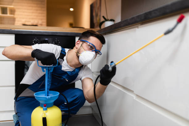 Flea Control Services in Sahuarita, AZ