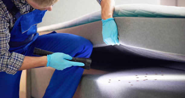 Best Wasp Removal Services  in Sahuarita, AZ