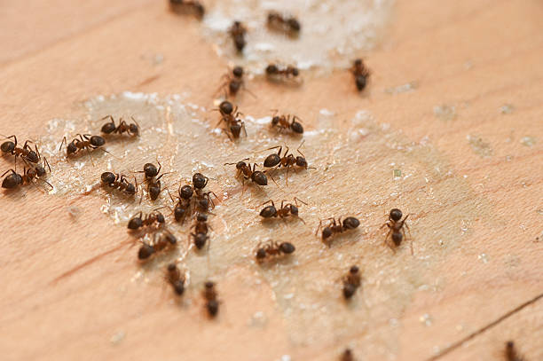 Best Exterminator Services  in Sahuarita, AZ
